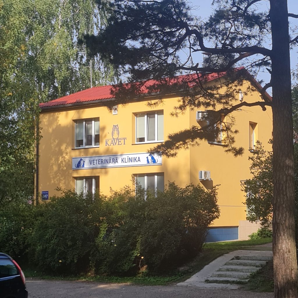 SEO для ветеринарной клиники Kavet